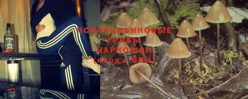 где купить наркоту  Зарайск  Галлюциногенные грибы Psilocybe 